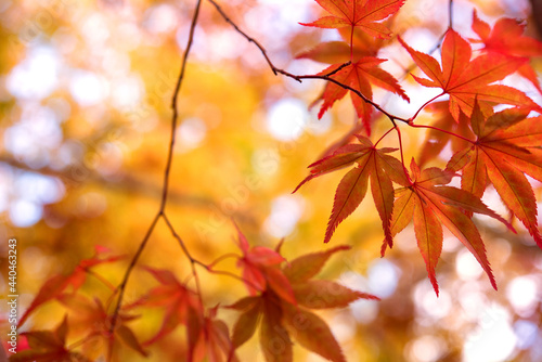 Autumn Japanese maple tree background with copyspace                                                       