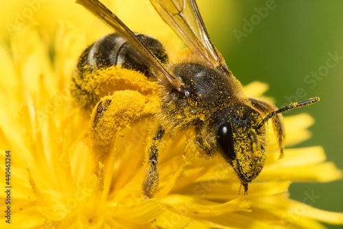 Valokuva bee on yellow flower