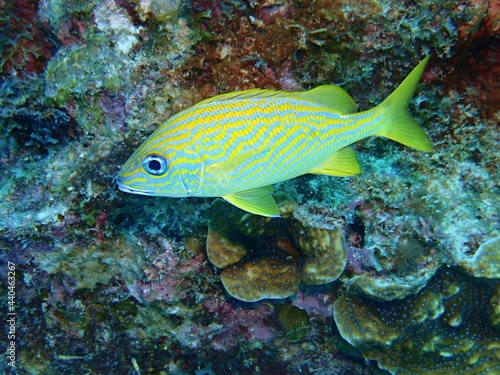 Blue Striped Grunt on the Reef