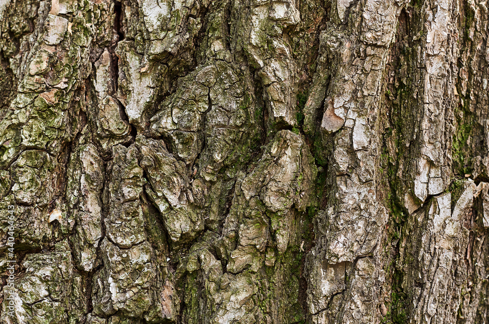 Obraz premium textured surface of tree bark with moss