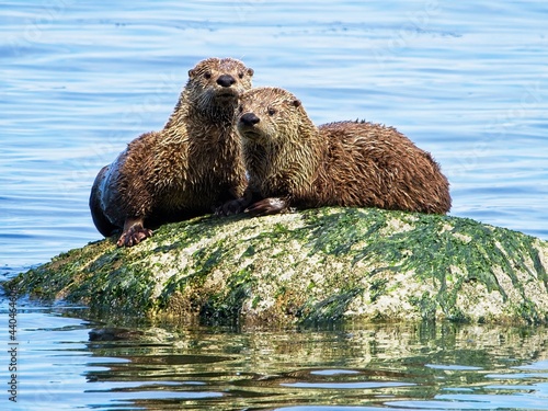 Obraz na płótnie Couple minks on the rock near the shoreline of Vancouver Island, BC w salonie