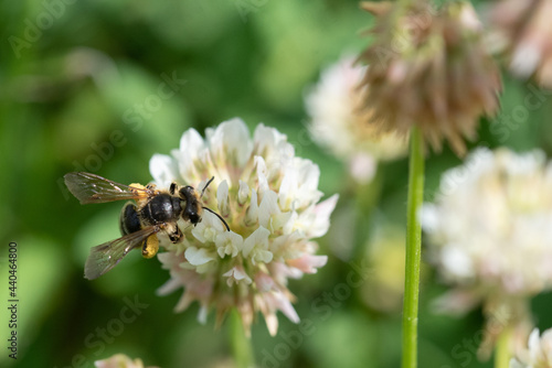 Abeille qui butine photo