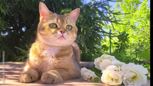 British female cat of golden chinchilla color  lies with a bouquet, looks at the camera. Video postcard with a pet