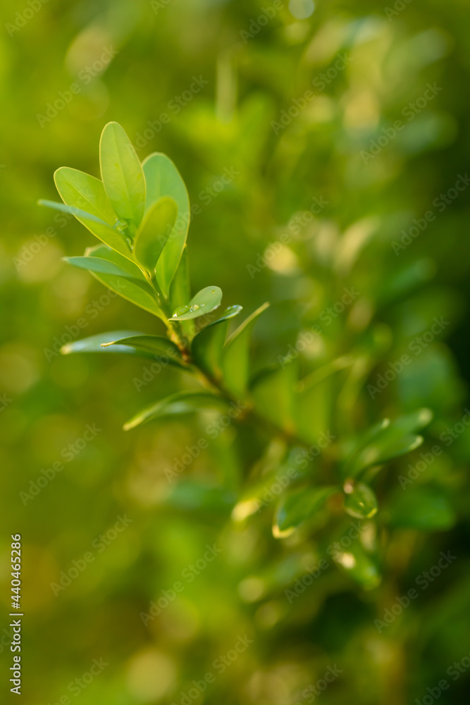 Plant with raindrops on a green natural blurred background. Green leaves of a plant with rain drops. Plant with raindrops on a green natural blurred background. Green leaves of a plant with rain drops.