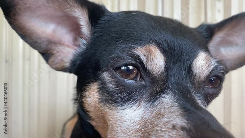 Close-up dog eye, pet portrait. Sad eyes of a dog looking into the camera and down. Animal protection theme