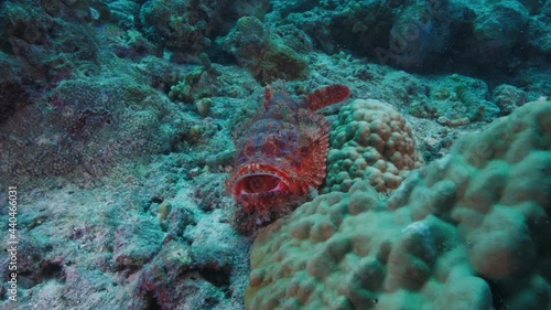 Scorpaenopsis barbata bearded scorpionfish venomous fish underwater in coral reef Indian ocean Maldives  photo
