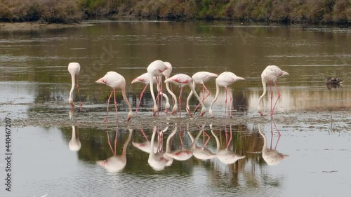 Reflejos en el agua de un grupo de flamencos rosados en el delta del Ebro photo