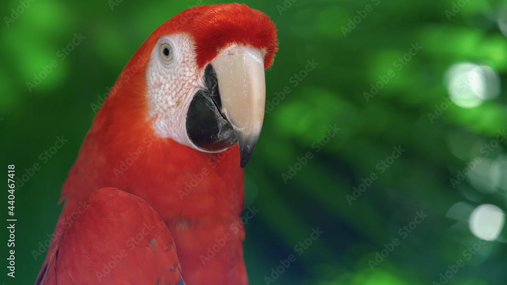 Fototapeta premium red parrot portrait