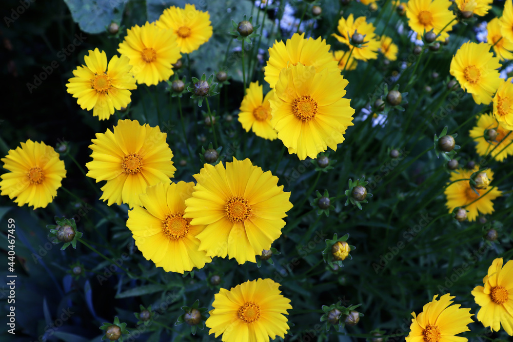 Yellow flowers on green field for banner concept Yellow flowers on green field for banner concept