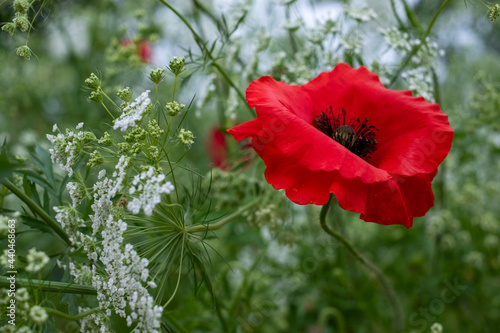 Colourful wild flowers, including poppies planted on a roadside verge in the London Borough of Hillingdon, UK. The wild flowers are planted to support wildlife.