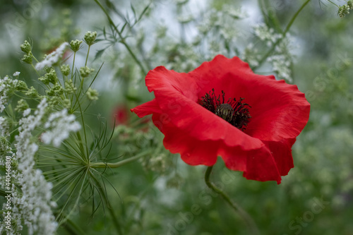 Colourful wild flowers, including poppies planted on a roadside verge in the London Borough of Hillingdon, UK. The wild flowers are planted to support wildlife. photo