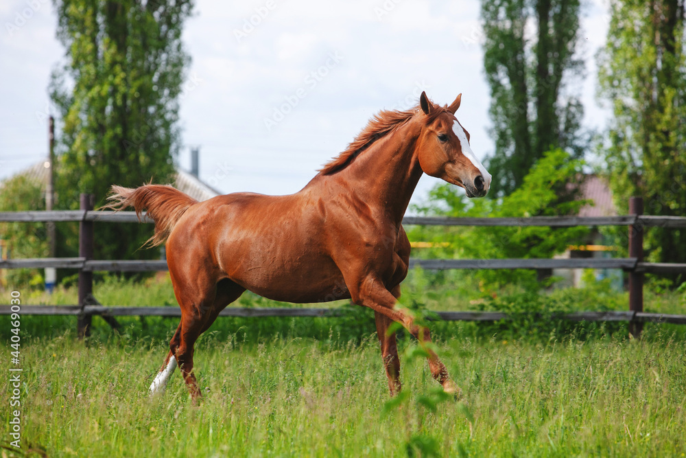 chestnut russian don horse running free on a green pasture chestnut russian don horse running free on a green pasture