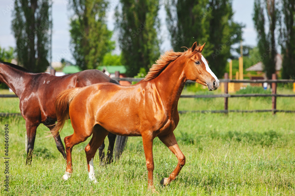 chestnut russian don horse running free on a green pasture chestnut russian don horse running free on a green pasture