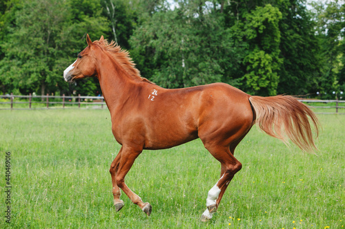 chestnut russian don horse running free on a green pasture © Ksenia