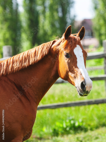 Fotografija chestnut russian don horse  head on a green pasture no bridle