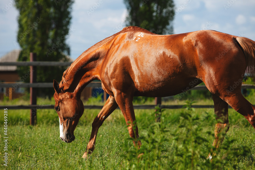 Fototapeta premium chestnut russian don horse running free on a green pasture