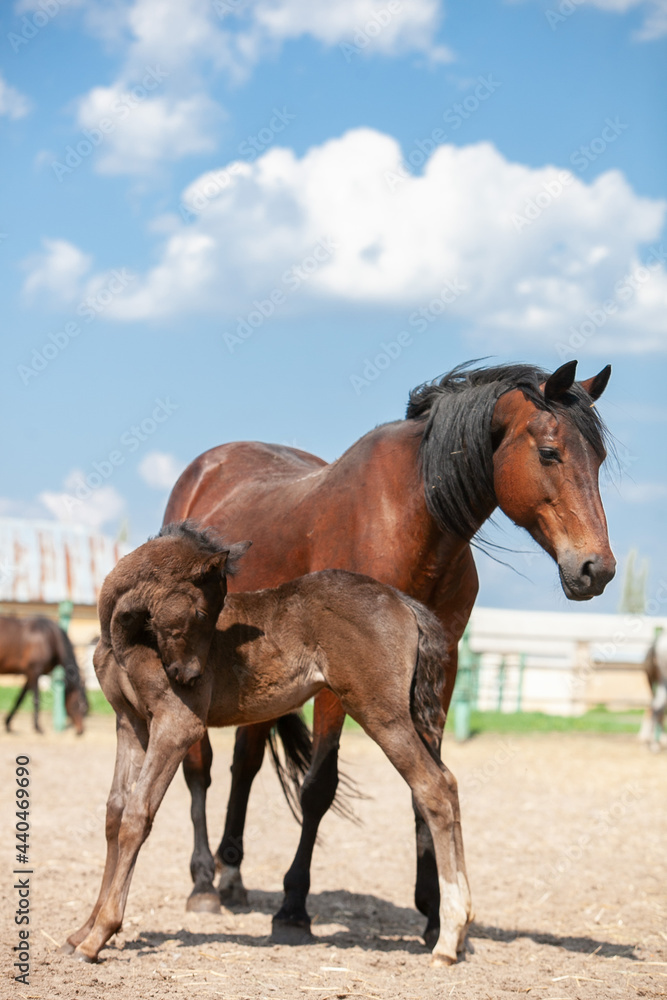 Bay horse protecting her baby foal in a paddock Bay horse protecting her baby foal in a paddock