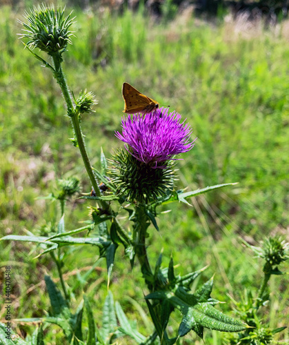 Macro orange Aaron's Skipper Poanes aaroni butterfly on pink Cirsium thistle  photo