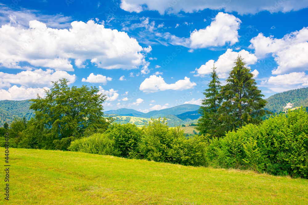 countryside summer landscape in mountains. trees on the grassy meadow. rural fields on the distant hills. sunny scenery with fluffy clouds on the blue sky countryside summer landscape in mountains. trees on the grassy meadow. rural fields on the distant hills. sunny scenery with fluffy clouds on the blue sky