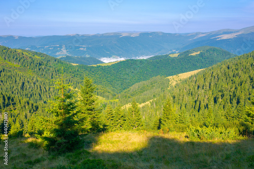 coniferous forest on the steep hill. view in to the distant valley with fog and Svydovets ridge beneath a blue sky. wonderful summer landscape on a sunny weather in carpathian mountains