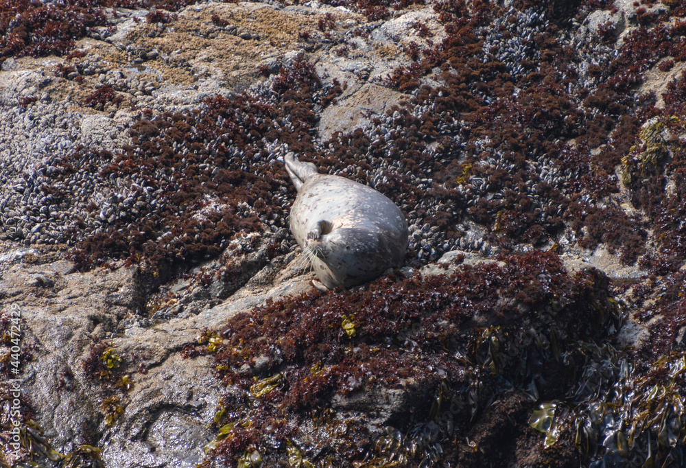 Harbor Seals on the N. California coastline Harbor Seals on the N. California coastline