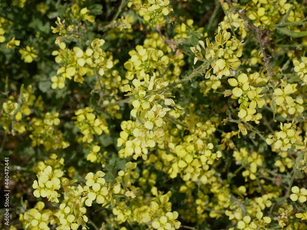 Yellow little wild mustard flowers in a meadow on a sunny summer day. An agricultural plant of the cruciferous family in natural conditions. Seasonings for a vegetarian diet. Yellow little wild mustard flowers in a meadow on a sunny summer day. An agricultural plant of the cruciferous family in natural conditions. Seasonings for a vegetarian diet.