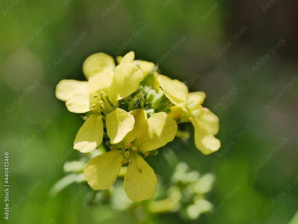 Yellow little wild mustard flowers in a meadow on a sunny summer day. An agricultural plant of the cruciferous family in natural conditions. Seasonings for a vegetarian diet. Yellow little wild mustard flowers in a meadow on a sunny summer day. An agricultural plant of the cruciferous family in natural conditions. Seasonings for a vegetarian diet.