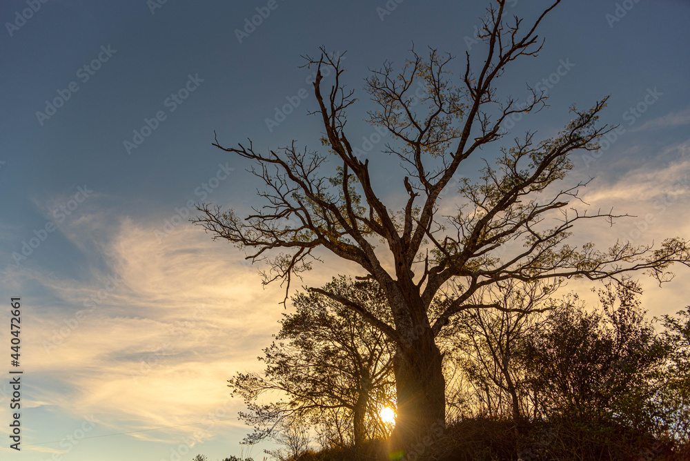 Enterolobium contorstisiliquum tree silhouette in natural farms area. Enterolobium contorstisiliquum tree silhouette in natural farms area.