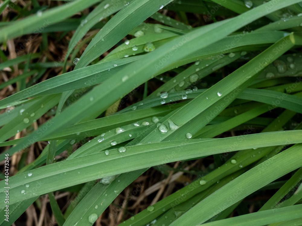 Obraz premium grass with dew drops