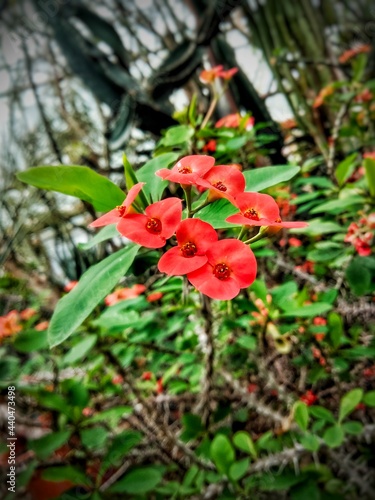 Red milkweed flowers.
Succulent perennial plant Euphorbia beautiful blooms with beautiful red flowers. Shrub in the botanical garden. Greenhouse tropical plants
