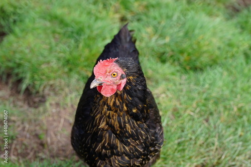 Curious chicken 