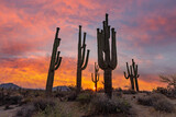 Desert Sunrise Landscape With Saguaro Cactus Near Scottsdale, AZ