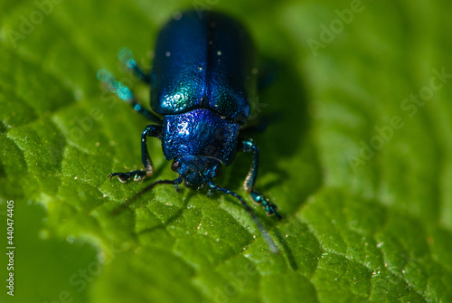 Close-up blue alder leaf beetle on a green leaf