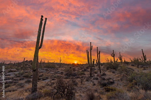 Vibrant Arizona Desert Landscape Sunrise With Cactus