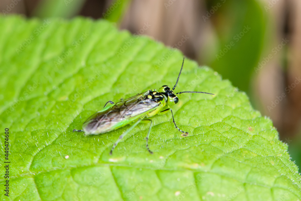 Close-up alpine rare uncommon green beautiful fly