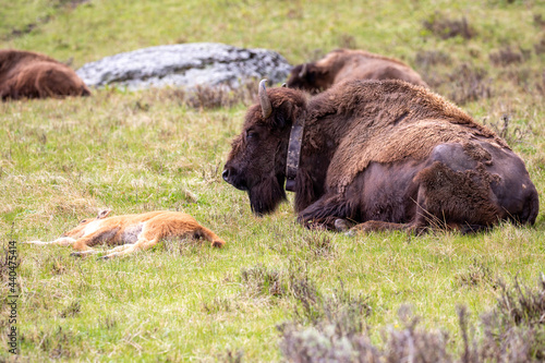 Bison (Bison bison) calf and its mom with a radio collar resting in Yellowstone National Park in May © mtatman