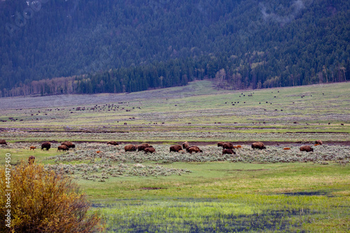Bison (Bison bison) at Lamar Valley in Yellowstone National Park in May © mtatman