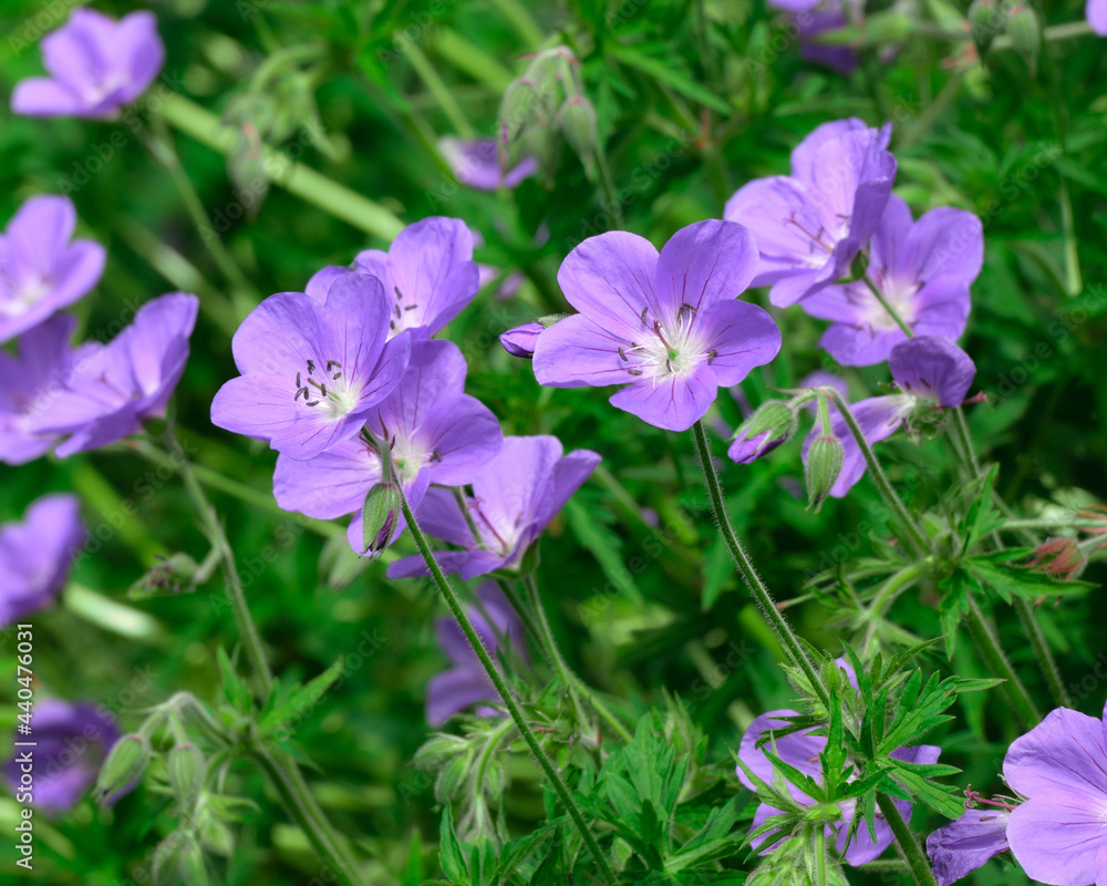 Macro photo of purple wild geraniums in bloom