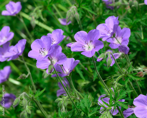 Macro photo of purple wild geraniums in bloom photo