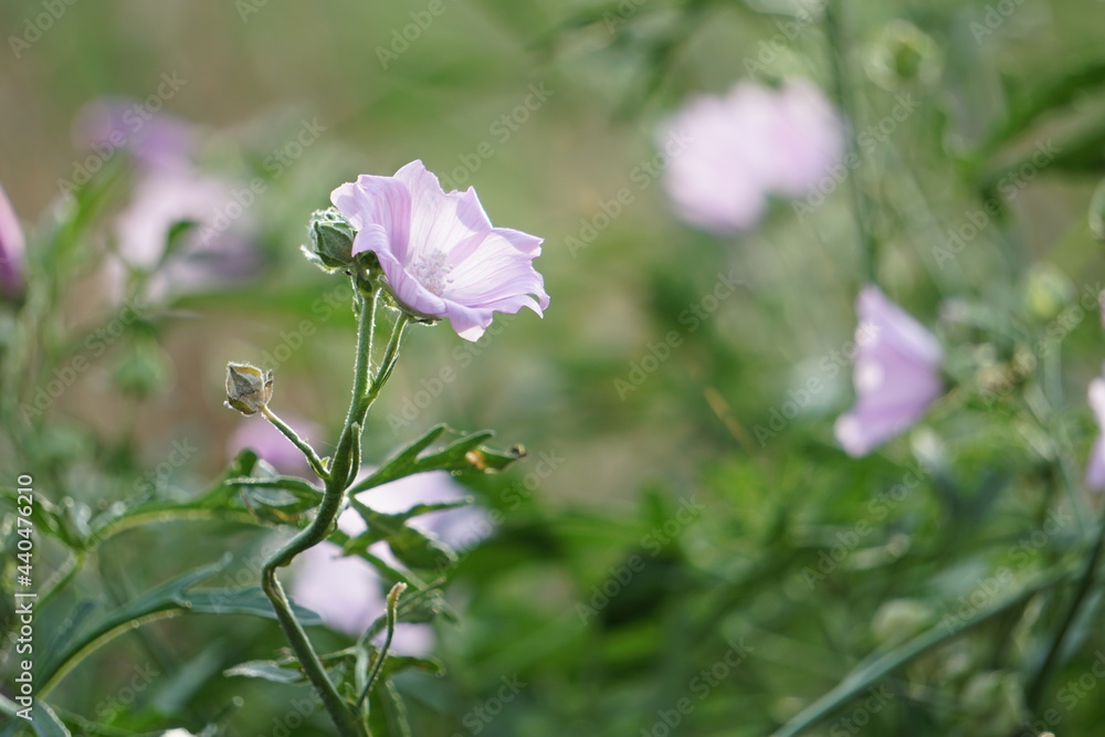 Blume auf der Wiese