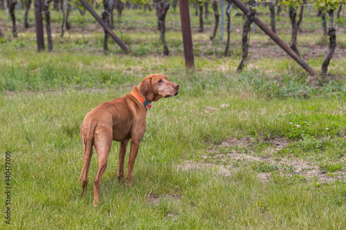 Wallpaper Mural Big Brown-haired Pointing Dog - Hungarian Short-haired Pointing Dog - Vizsla stands on a green field. Torontodigital.ca