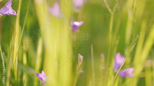 Wildflowers bellflower sway in the wind in field. Campanula Patula L. . photo