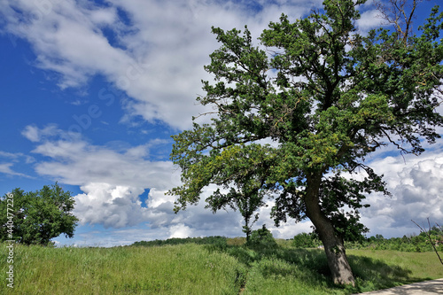 Sentier nature sur la commune de Chassieu