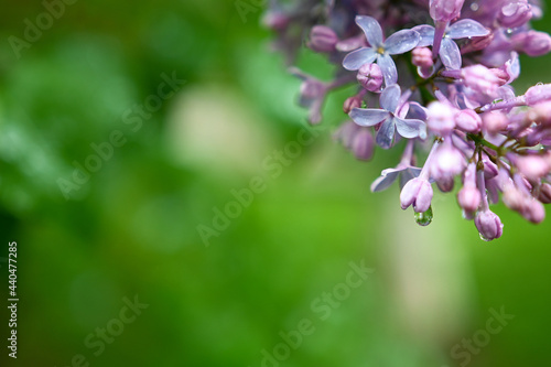 Blossoming branch of lilac with rain water drops