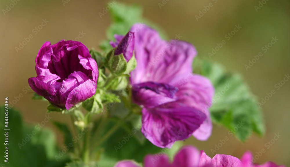 Mauve de Mauritanie dans mon jardin Mauve de Mauritanie dans mon jardin