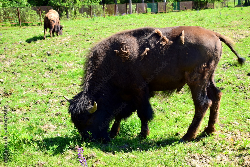 bison graze in the meadow