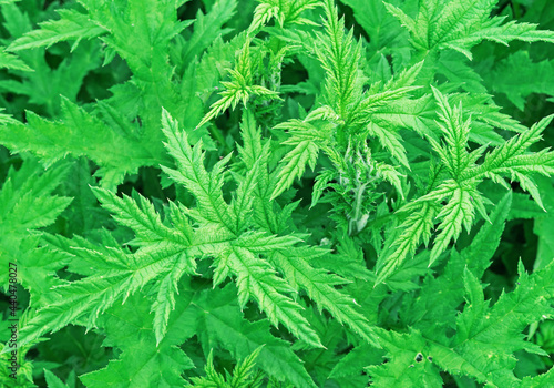 Motherwort or Leonurus cardiaca is used as a cardiotonic medicine.