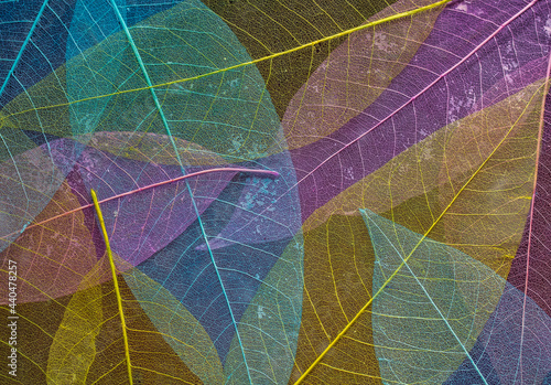natural textured background of multicolored fragile leaf skeletons