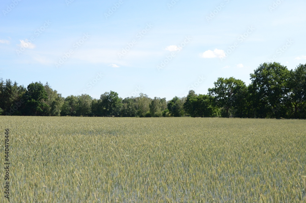 Fototapeta premium growing barley field on a high summer day