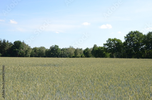 growing barley field on a high summer day photo